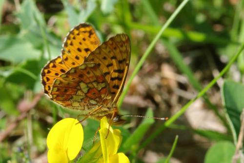 Réf. 70 028 : Boloria euphrosyne