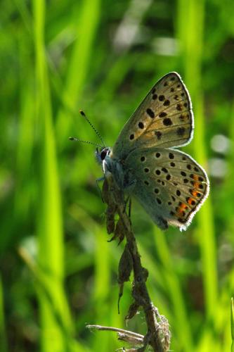 Lycaena tityrus
