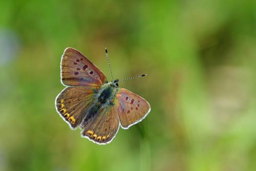Lycaena tityrus