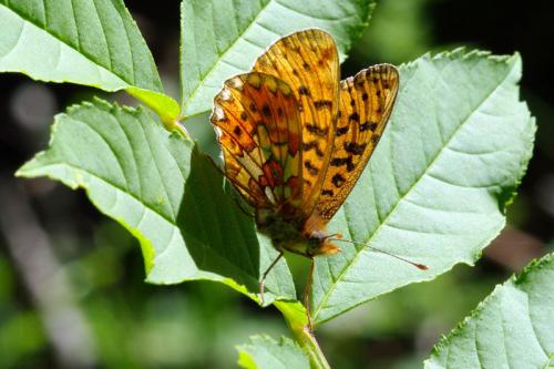 Réf. 70 307 : Boloria euphrosyne
