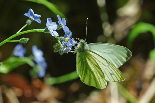 Pieris napi