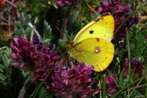 Colias sp.