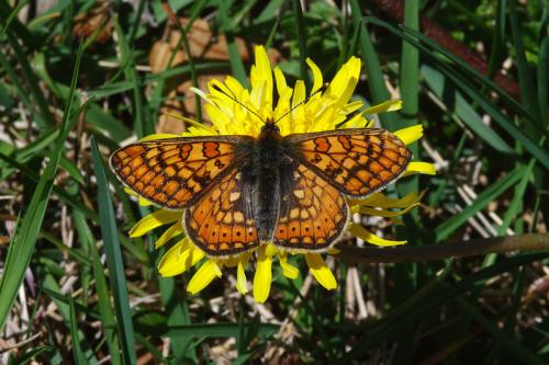 Euphydryas aurinia