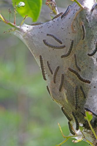 Eriogaster lanestris