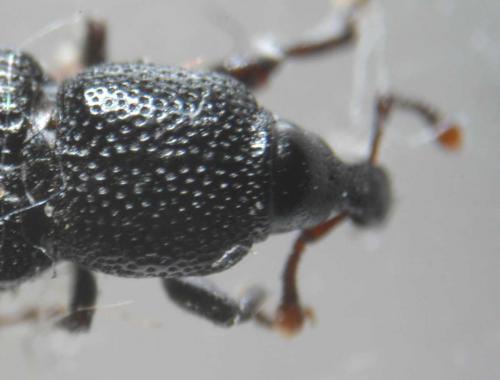 Cossonus cylindricus