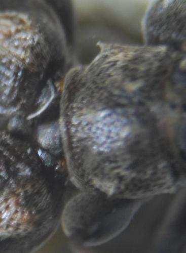 Leiopus femoratus