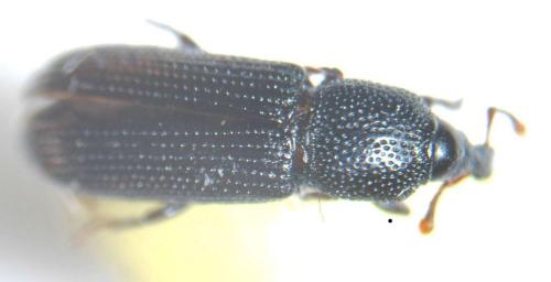 Cossonus cylindricus