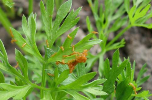 Meloe sp.