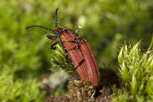Réf. 70 923 : Dictyoptera aurora