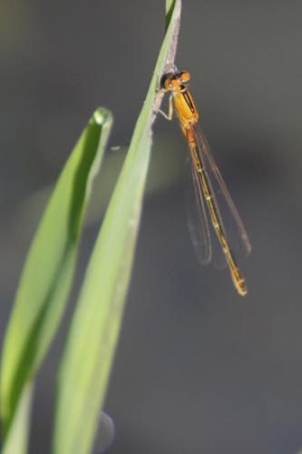 Ischnura pumilio