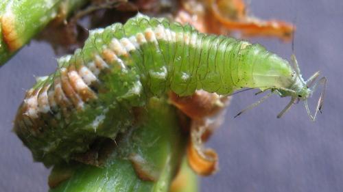 Réf. 70 669 : Scaeva selenitica
