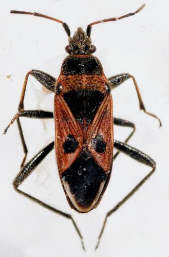 Réf. 70 373 : Lasiocoris anomalus