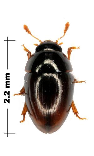 Réf. 70 847 : Olibrus sp.