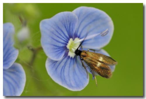 Réf. 70 044 : Cauchas fibulella