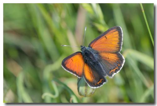Réf. 70 589 : Lycaena hippothoe