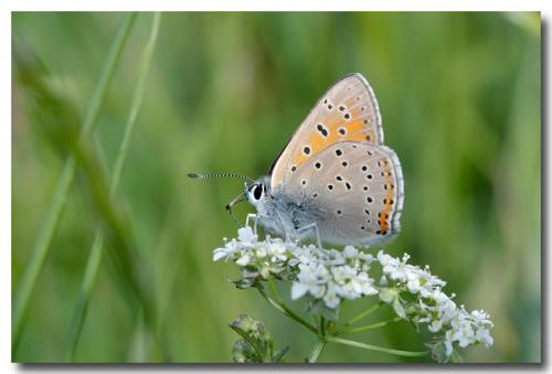 Lycaena hippothoe