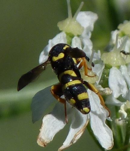 Leucospis biguetina