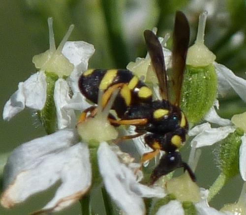 Leucospis biguetina