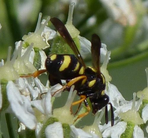 Leucospis biguetina