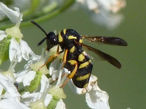 Leucospis biguetina