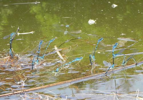 Coenagrion scitulum