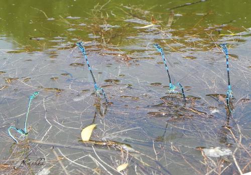 Coenagrion scitulum