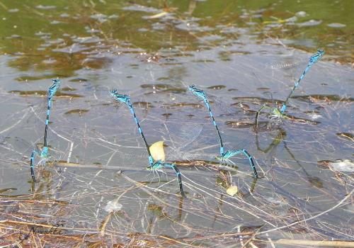 Réf. 70 324 : Coenagrion scitulum
