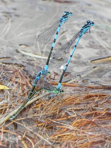 Coenagrion scitulum