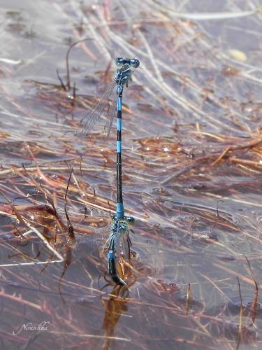 Coenagrion scitulum