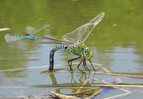 Réf. 70 229 : Anax imperator