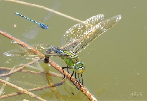 Anax imperator