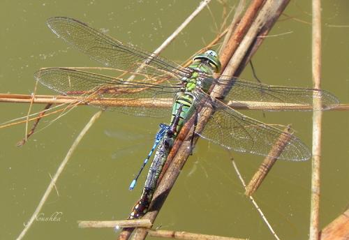 Anax imperator