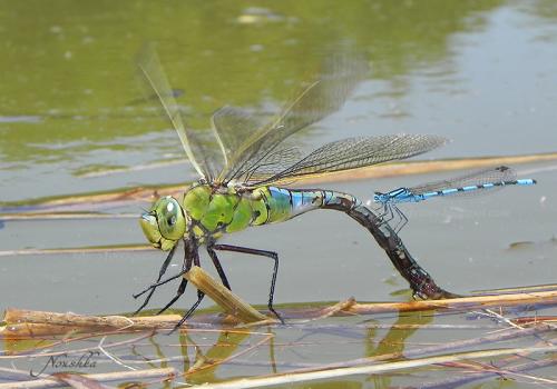 Anax imperator