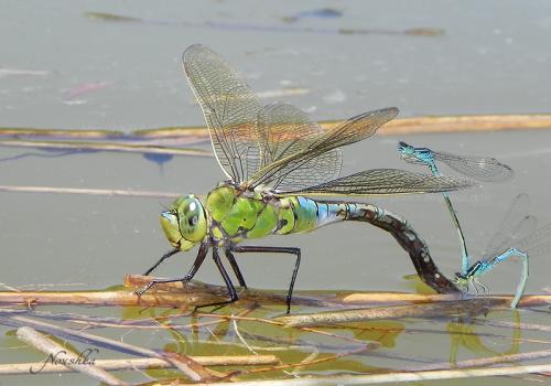 Anax imperator