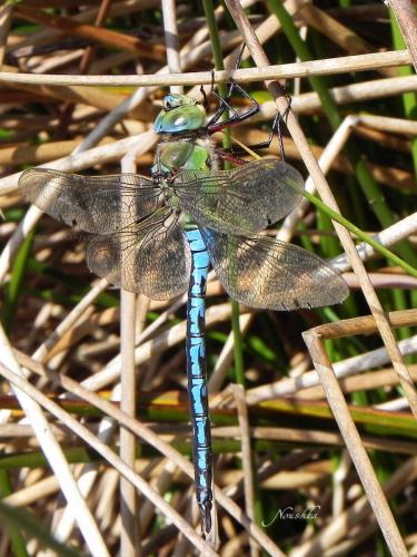 Anax imperator
