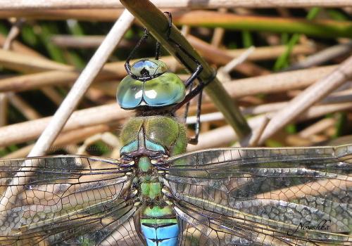 Anax imperator