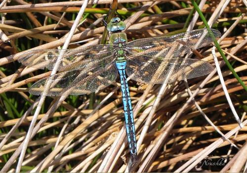 Réf. 70 549 : Anax imperator