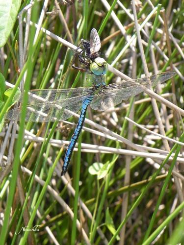 Anax imperator