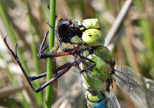 Anax imperator