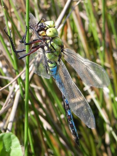 Anax imperator