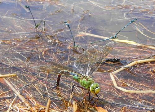 Anax imperator