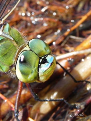 Réf. 70 696 : Anax imperator
