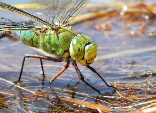 Anax imperator