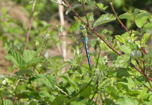Anax imperator