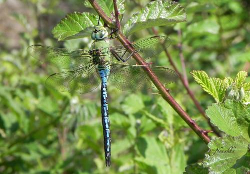 Réf. 70 152 : Anax imperator