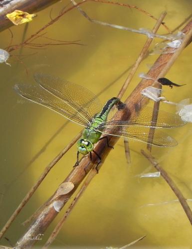 Réf. 70 214 : Anax imperator
