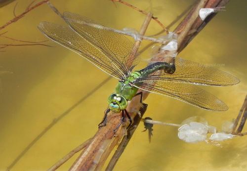 Réf. 70 267 : Anax imperator