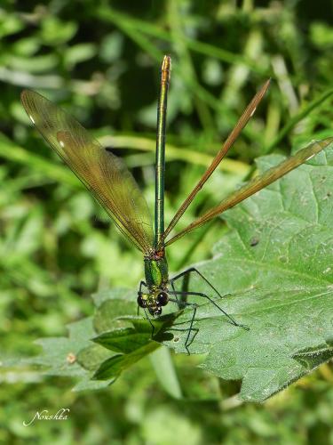 Calopteryx virgo