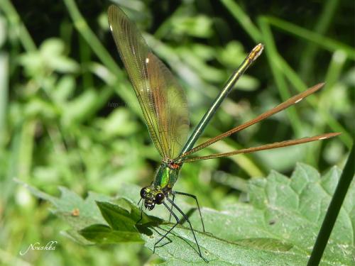 Réf. 70 656 : Calopteryx virgo