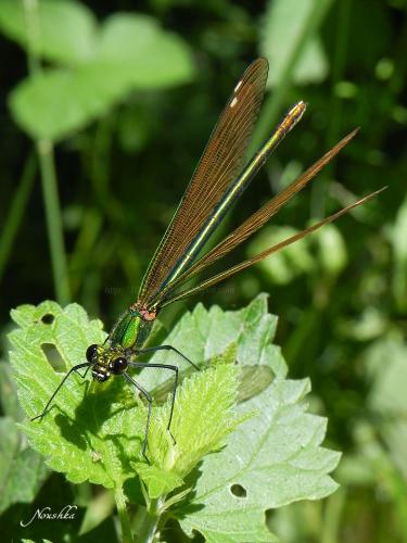 Réf. 70 657 : Calopteryx virgo